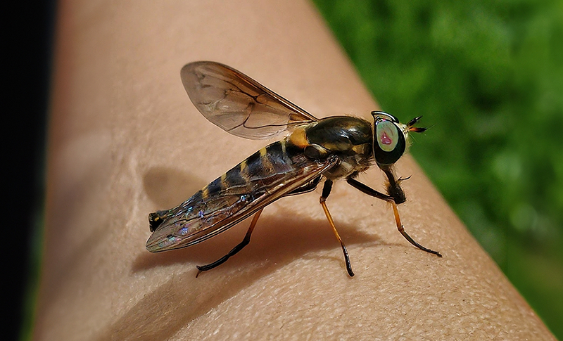 [Seriously?] Fly in the ointment discovered