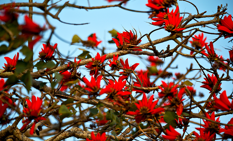 Viewpoint: New name for ‘Kaffir’ plants
