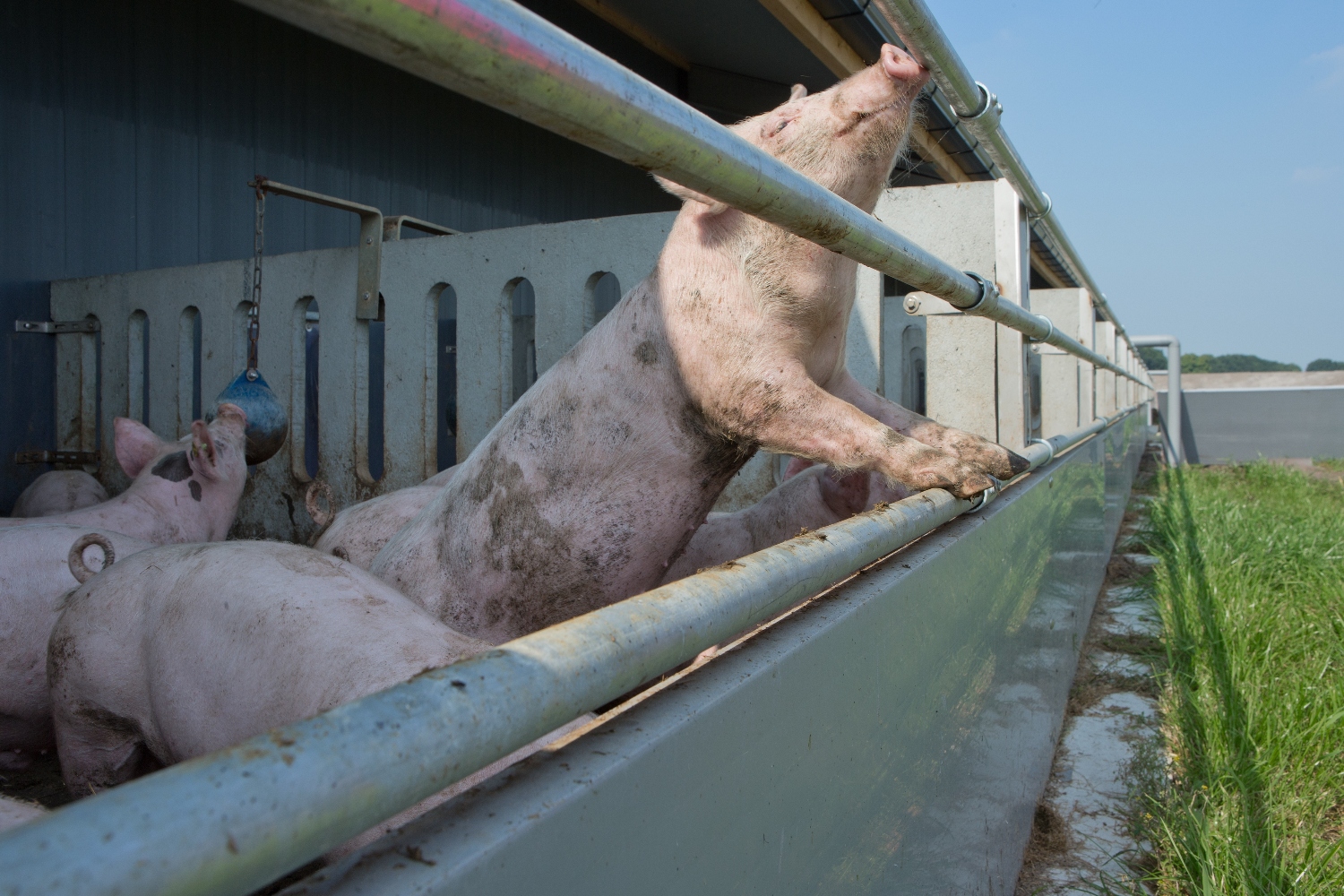 ‘Range of bottlenecks’ in Animal-Friendly Livestock Farming Covenant