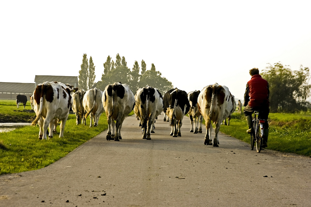 Stikstof-serie #5: ‘Het geld is op, dus het moet slimmer’