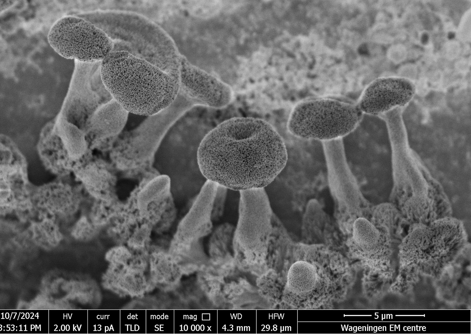 Nano-fungi made of sand and salt