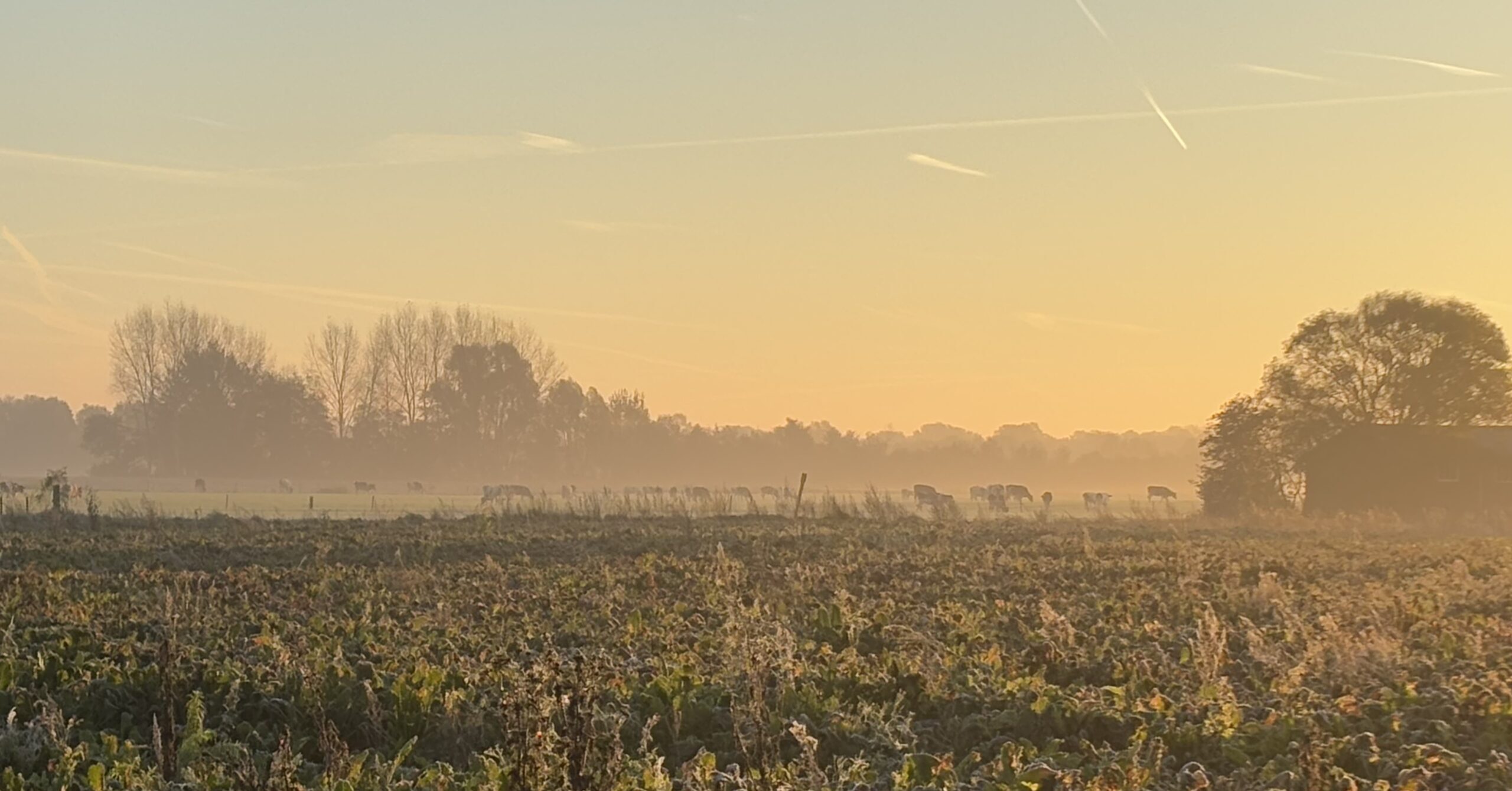 Melkvee in de mist