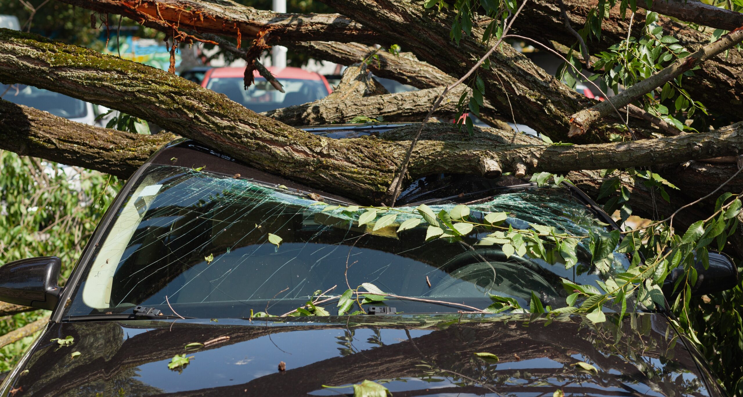 Bomen eisen steeds vaker slachtoffers