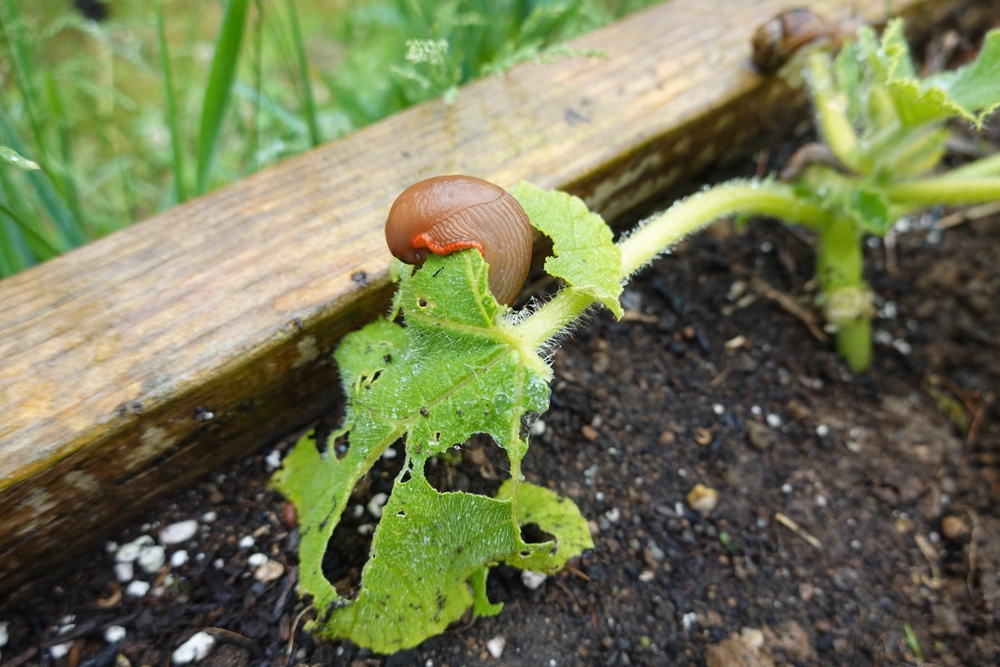 Matchmaking in the vegetable garden, round 2