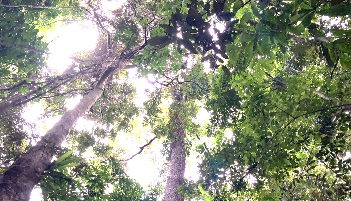 More efficient photosynthesis with more CO2