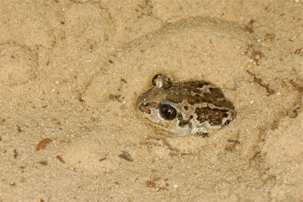 CropMix now monitoring amphibians