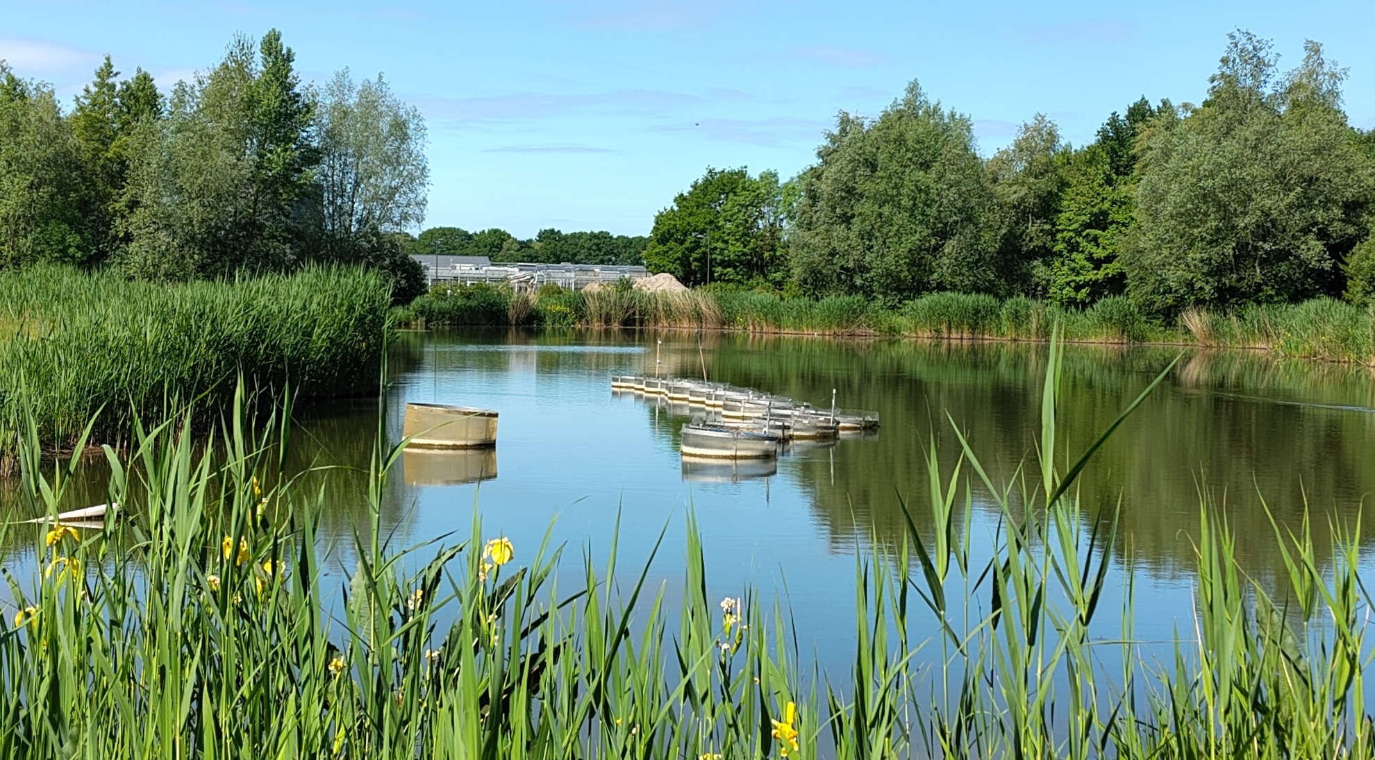 Aanpak blauwalg in Lumen-vijver