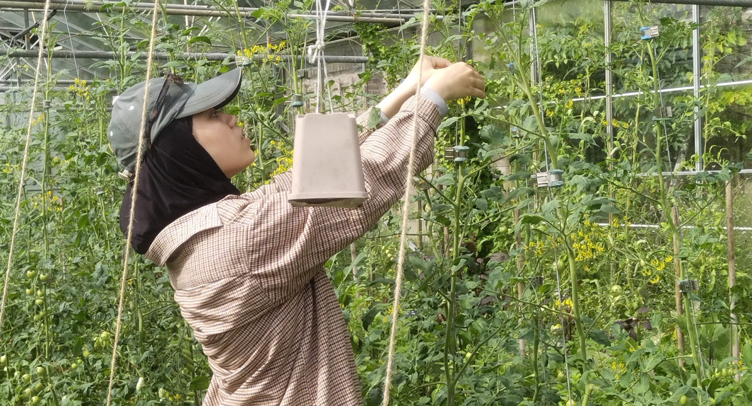 Working on a farm in the summer break