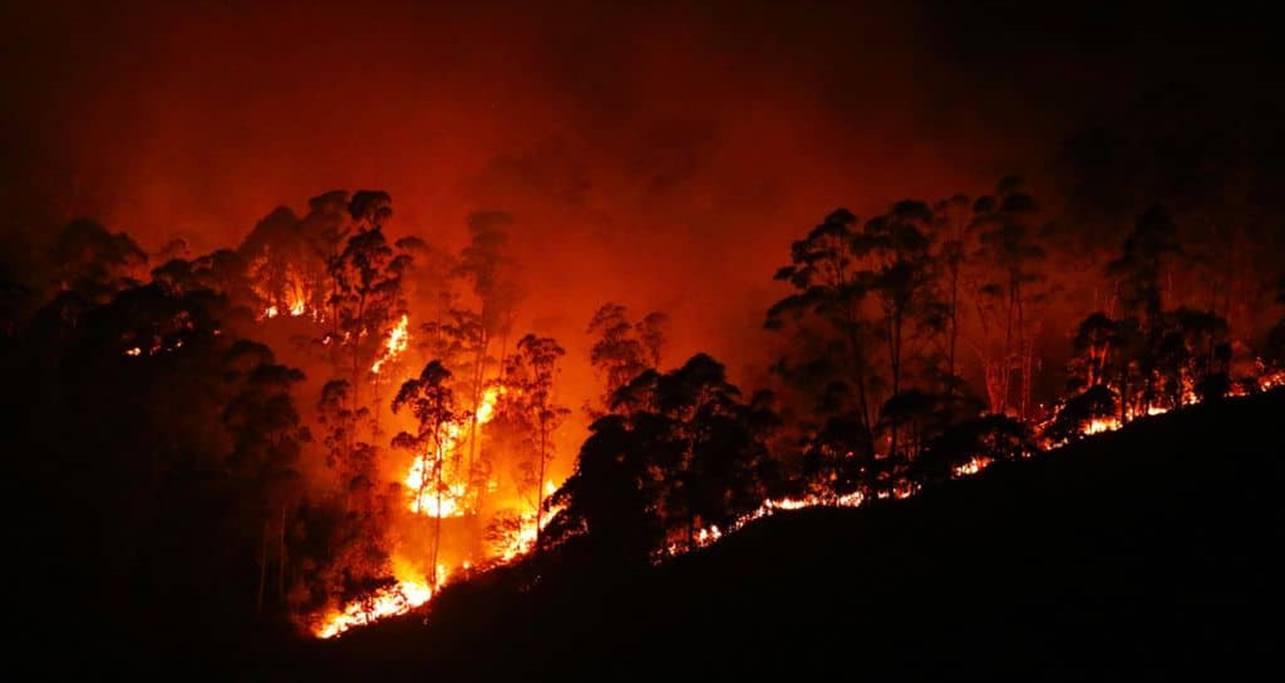What does fire do to tropical rainforest?