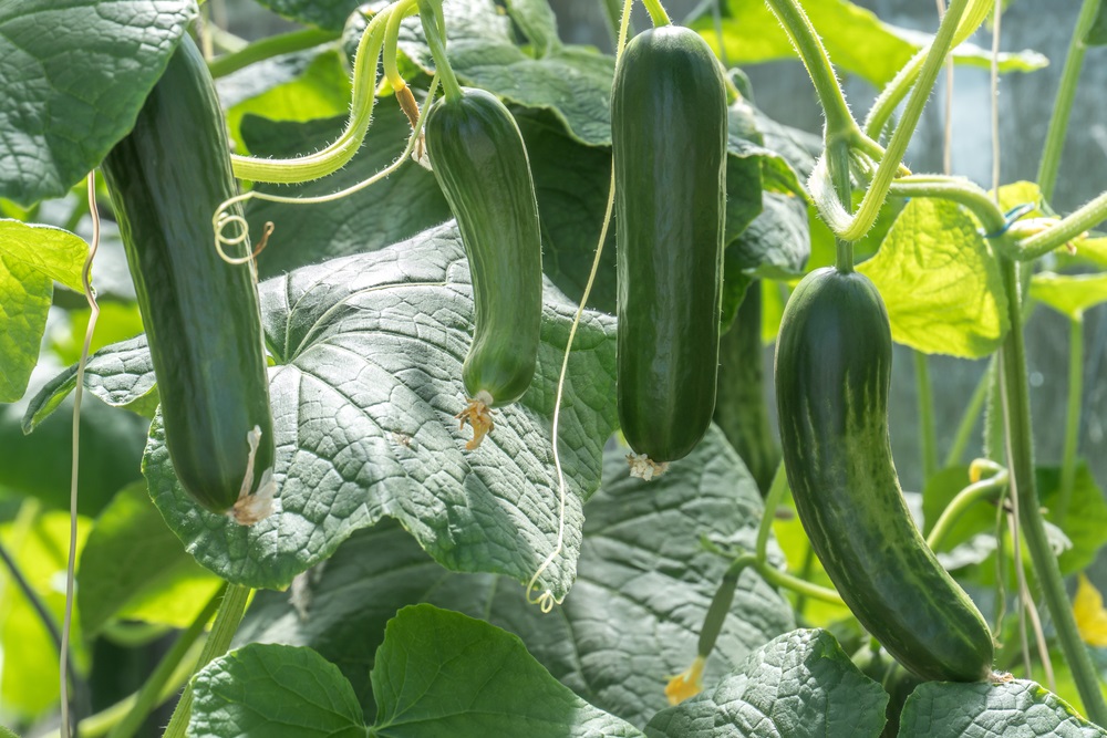 Cucumbers can’t be tamed